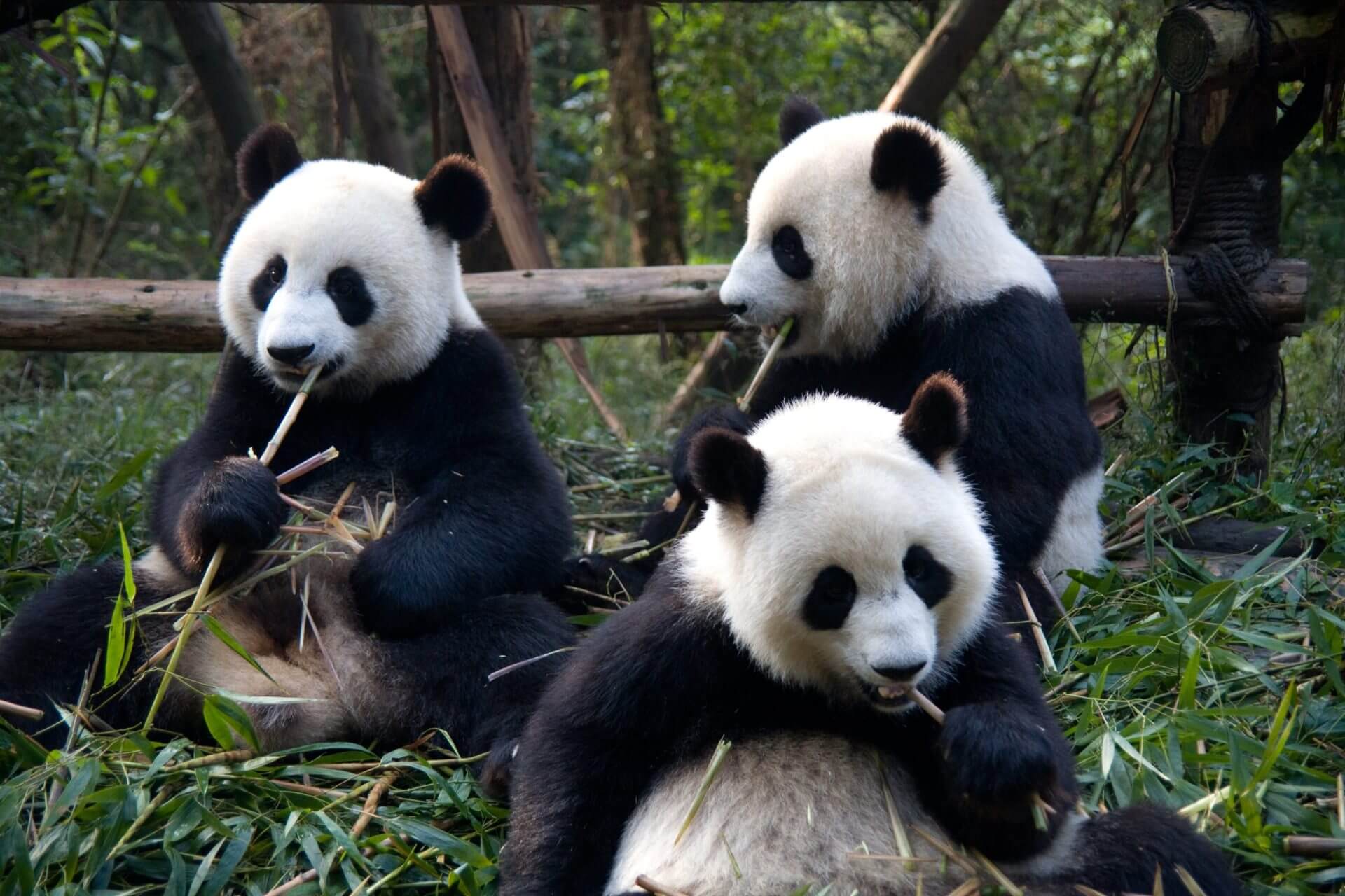 Pandas